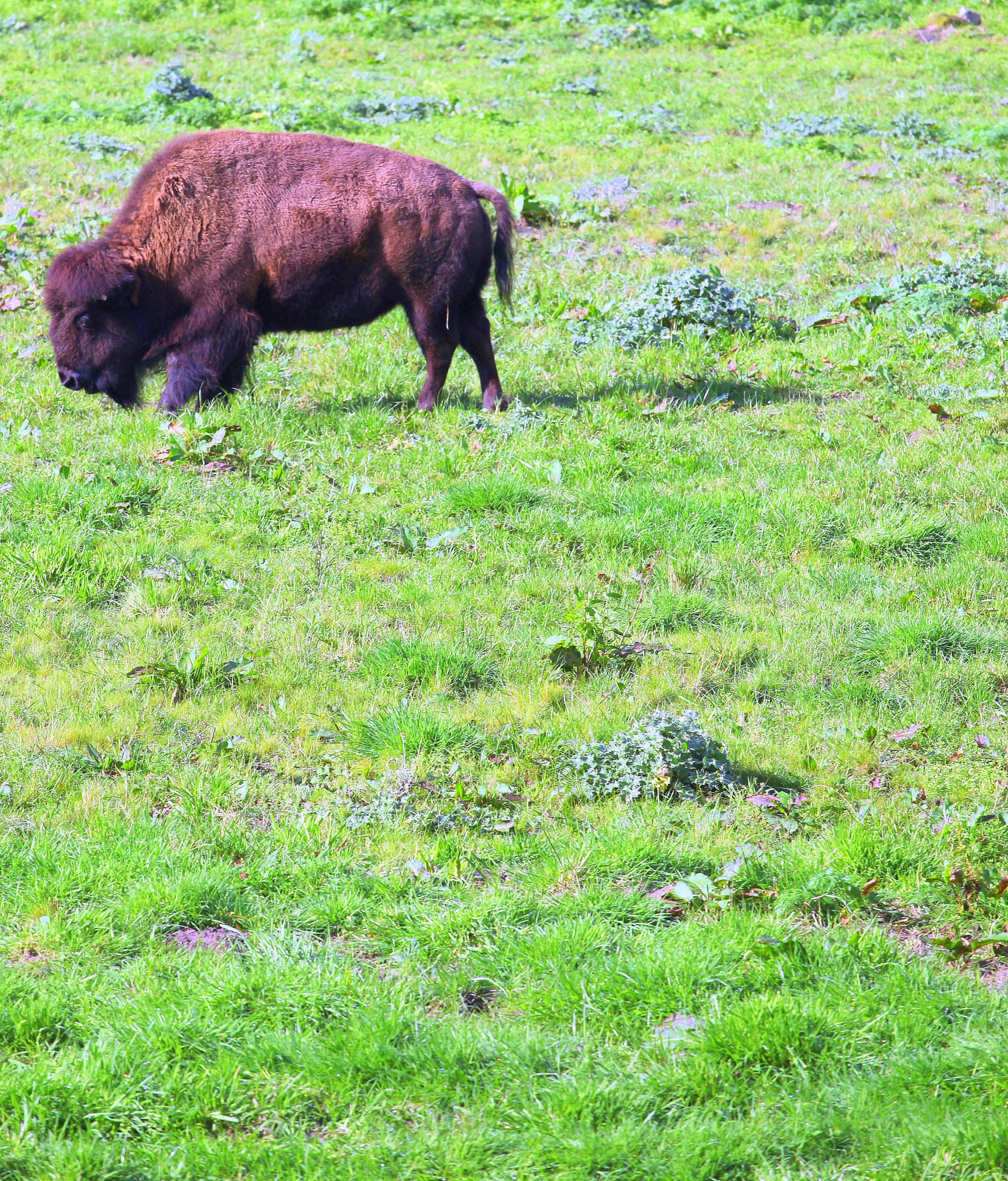 Canon EF 70-200mm F4L USM sample photo. Buffalo grazing. photography