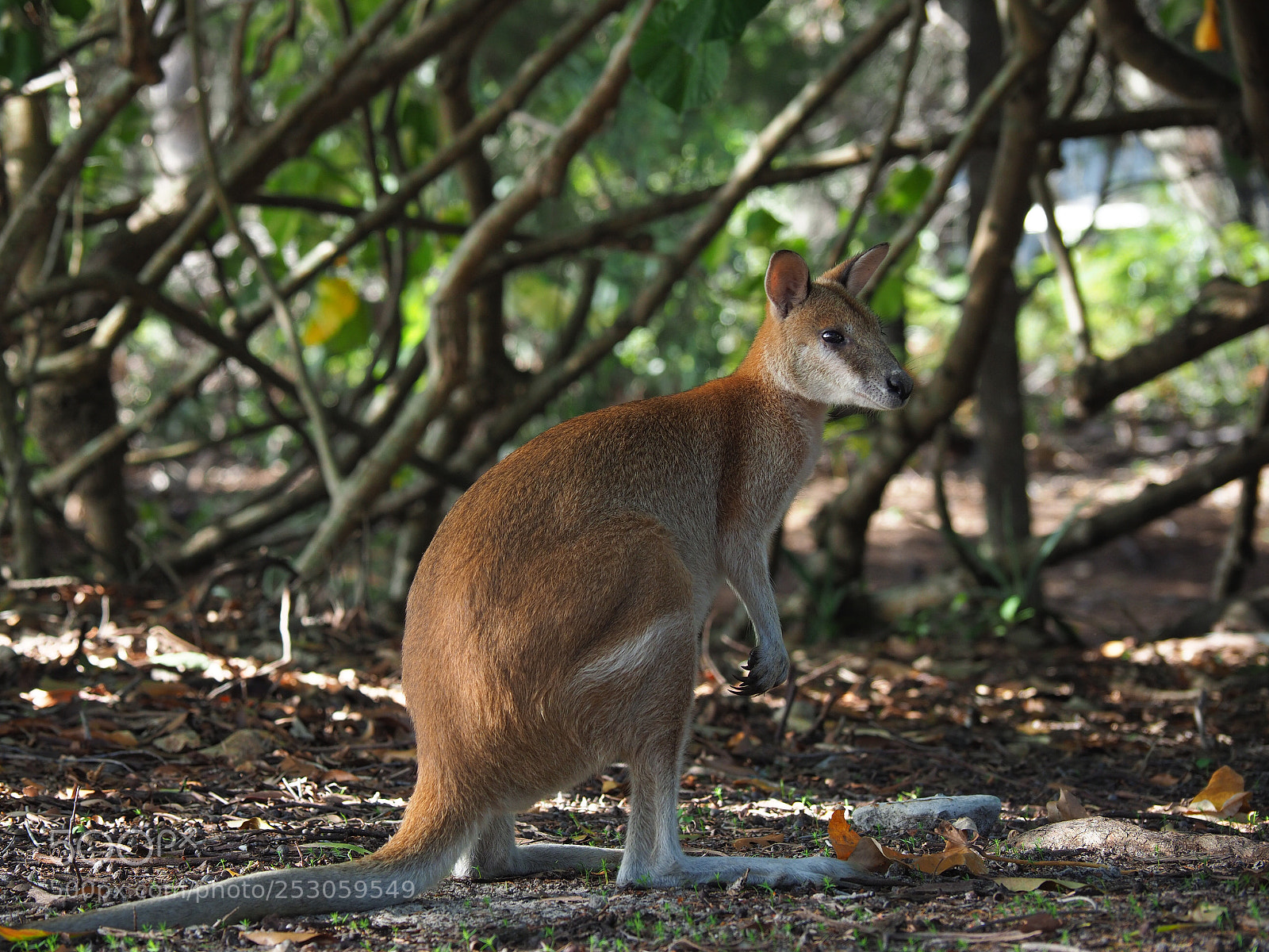 Olympus OM-D E-M1 Mark II sample photo. Wild wallaby  photography