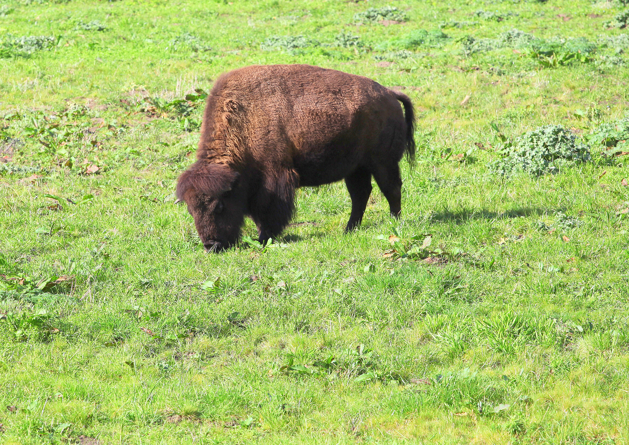 Canon EF 70-200mm F4L USM sample photo. Buffalo grazing. photography