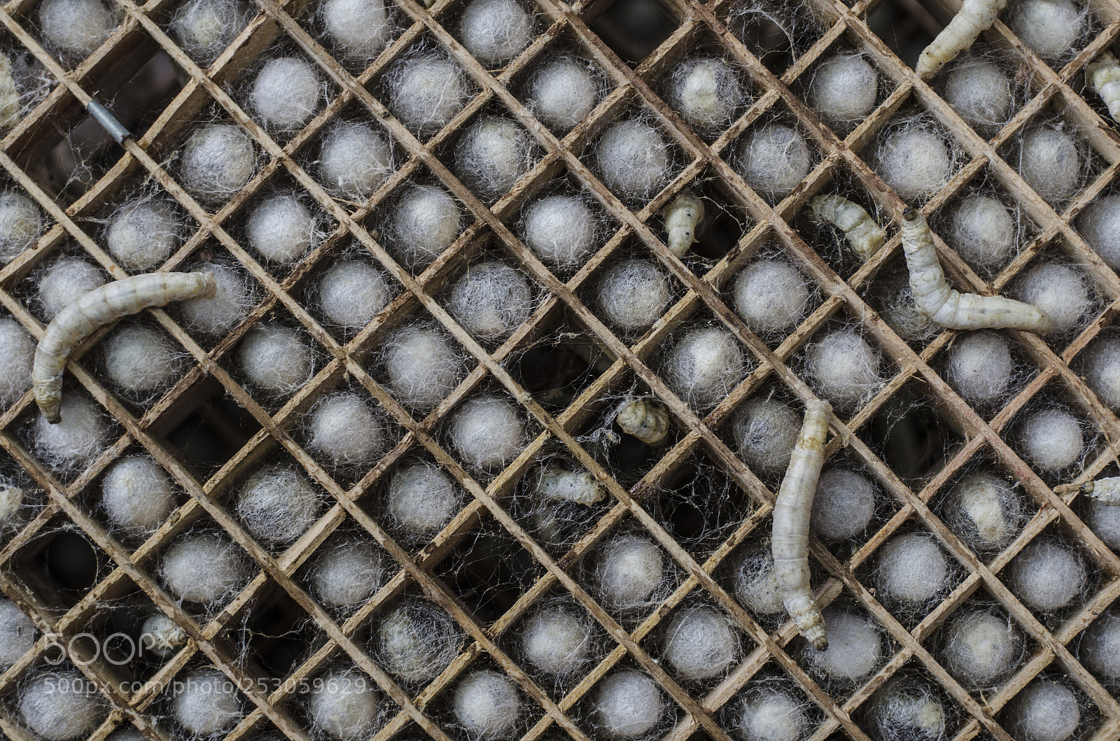 Nikon D7000 sample photo. Silk worms photography