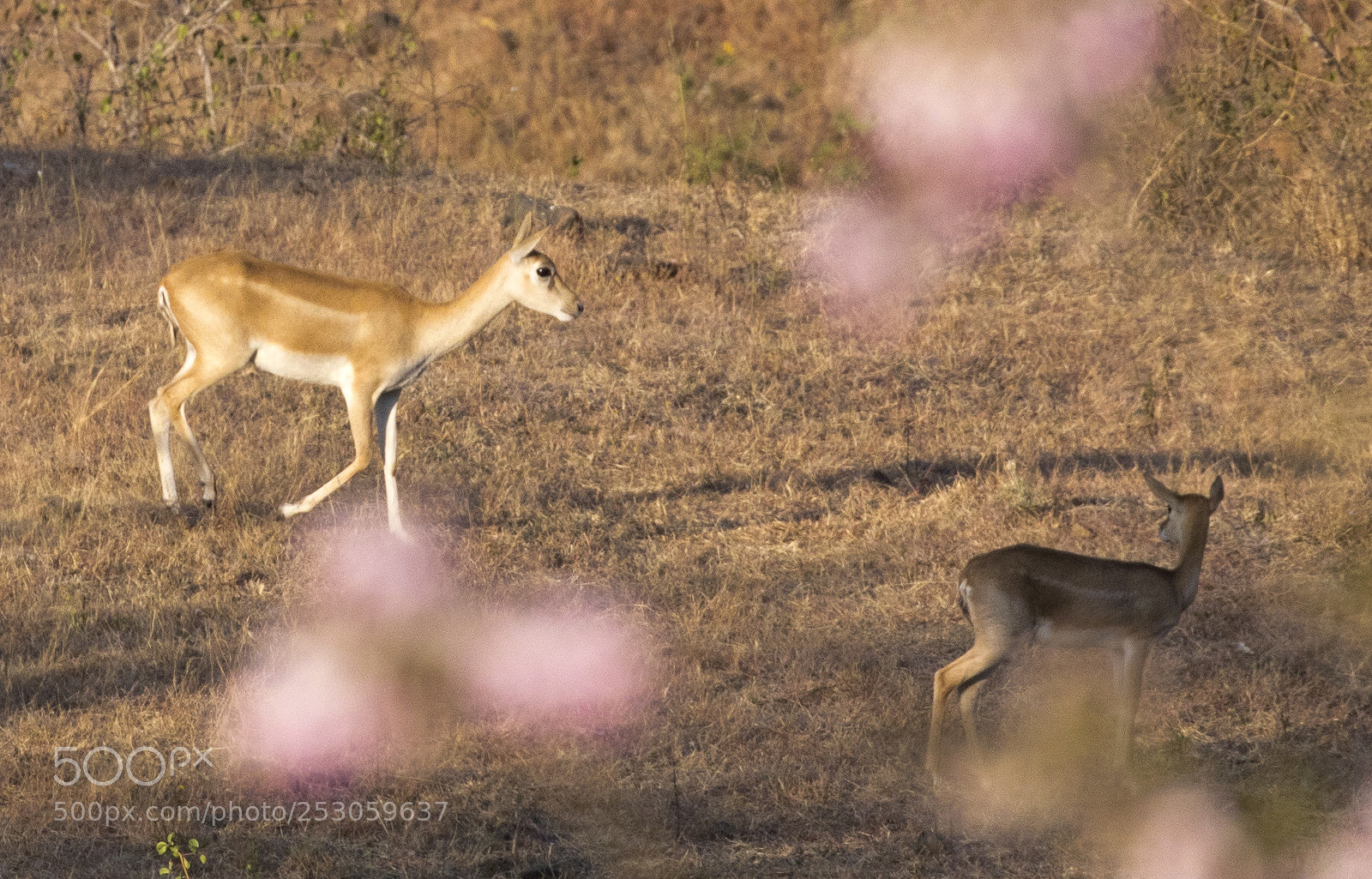 Canon EOS 80D sample photo. Blackbuck (female) photography