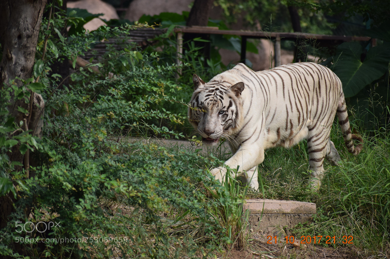Nikon D3300 sample photo. White tiger photography