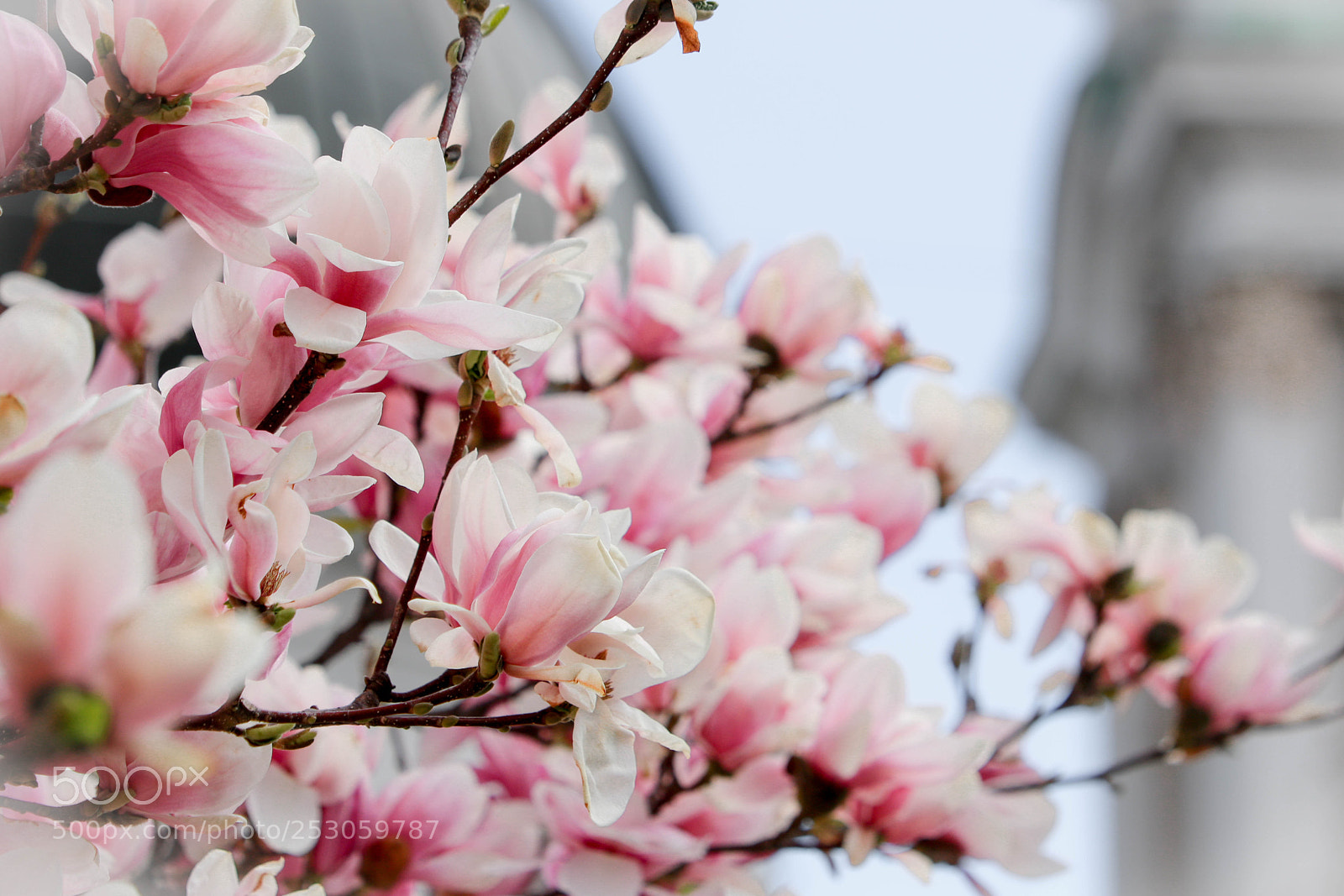 Canon EOS 750D (EOS Rebel T6i / EOS Kiss X8i) sample photo. Fr hling in der photography