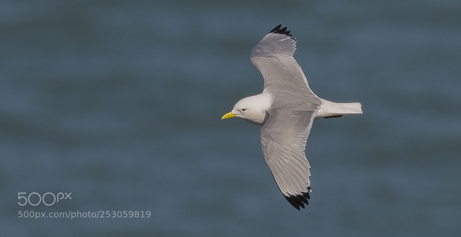 Canon EOS 7D Mark II sample photo. Kittiwake photography