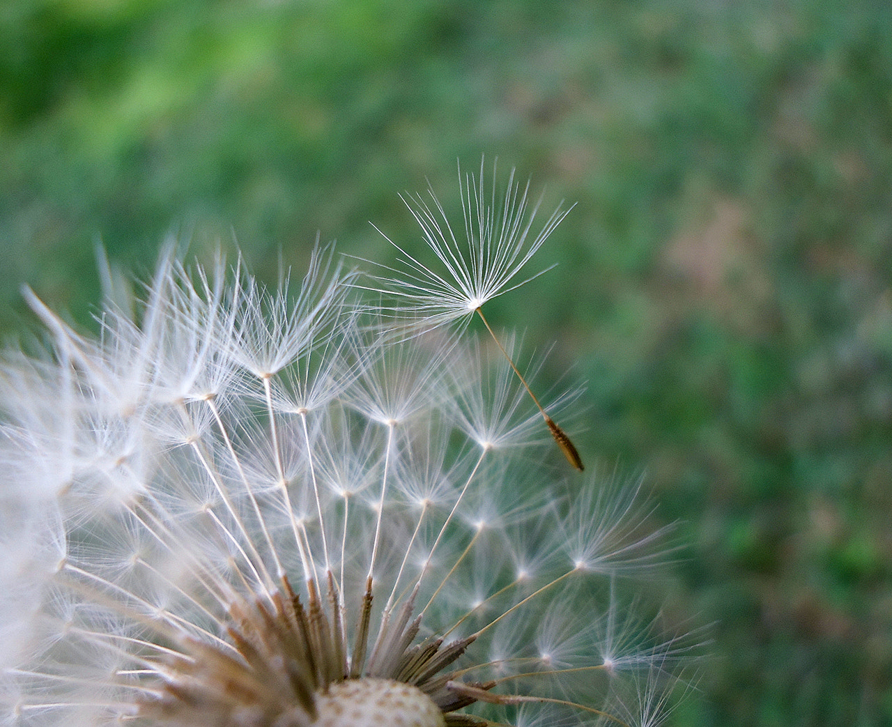 Sony Cyber-shot DSC-W610 sample photo. Small parachute photography