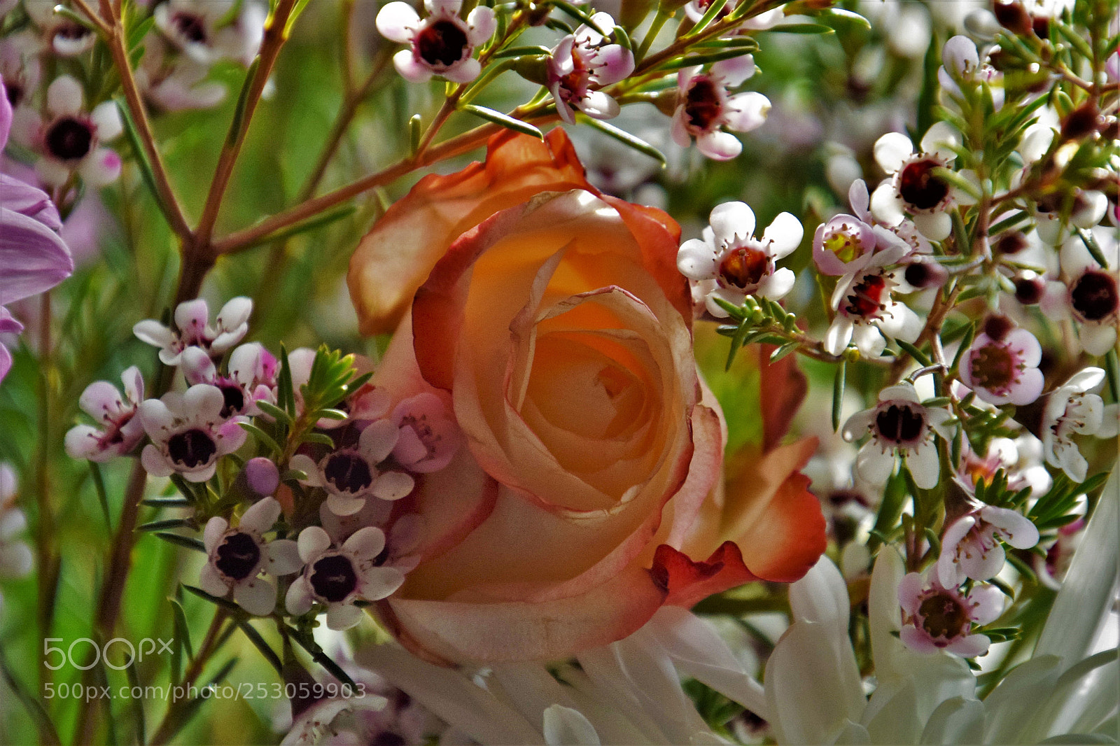 Nikon D5300 sample photo. Fresh rose. photography