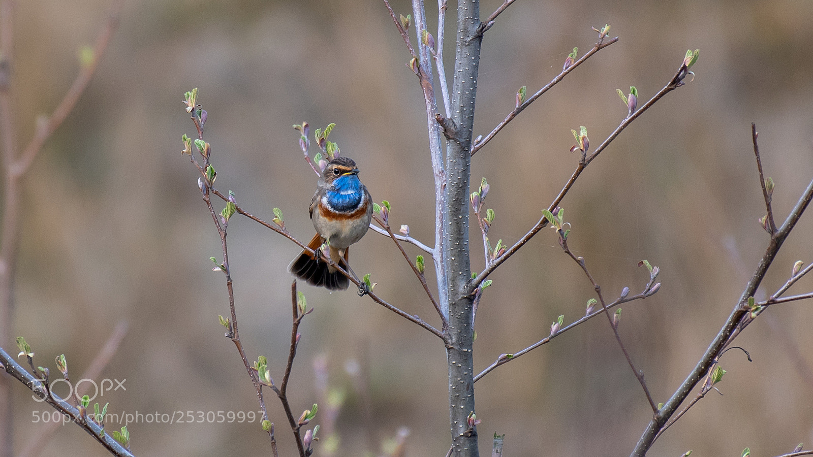 Nikon D500 sample photo. Blauwborst photography