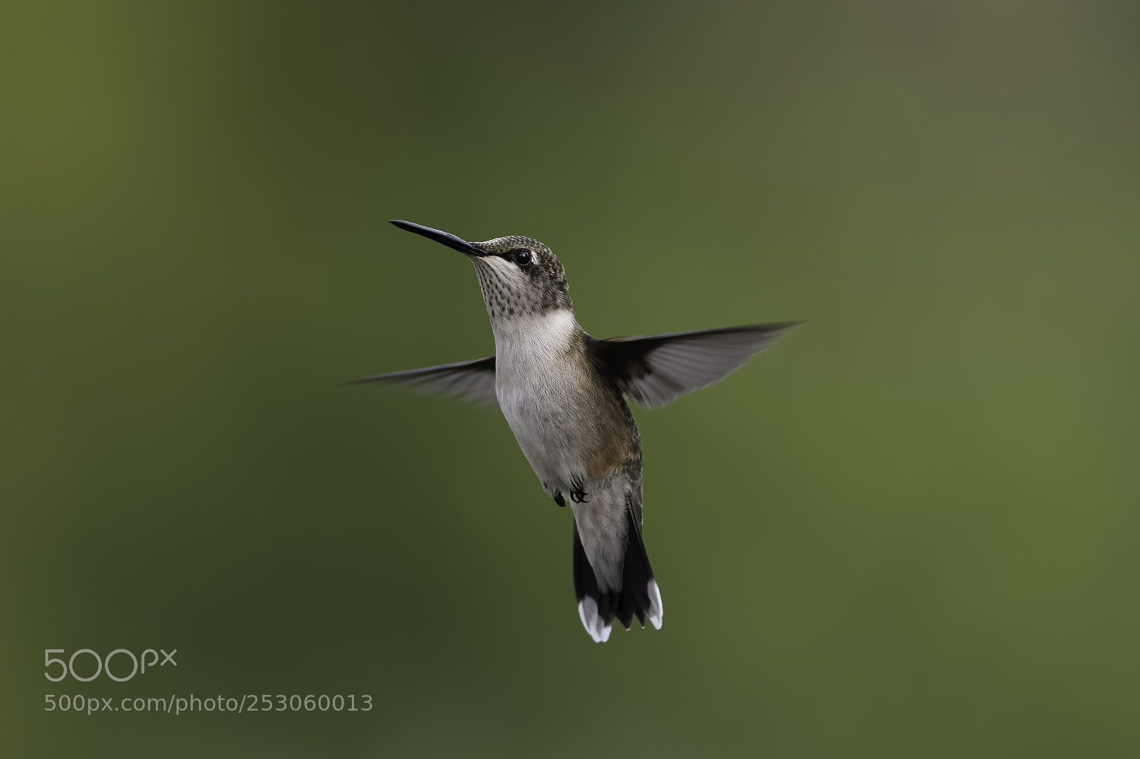 Nikon D7100 sample photo. A hummingbird's life photography