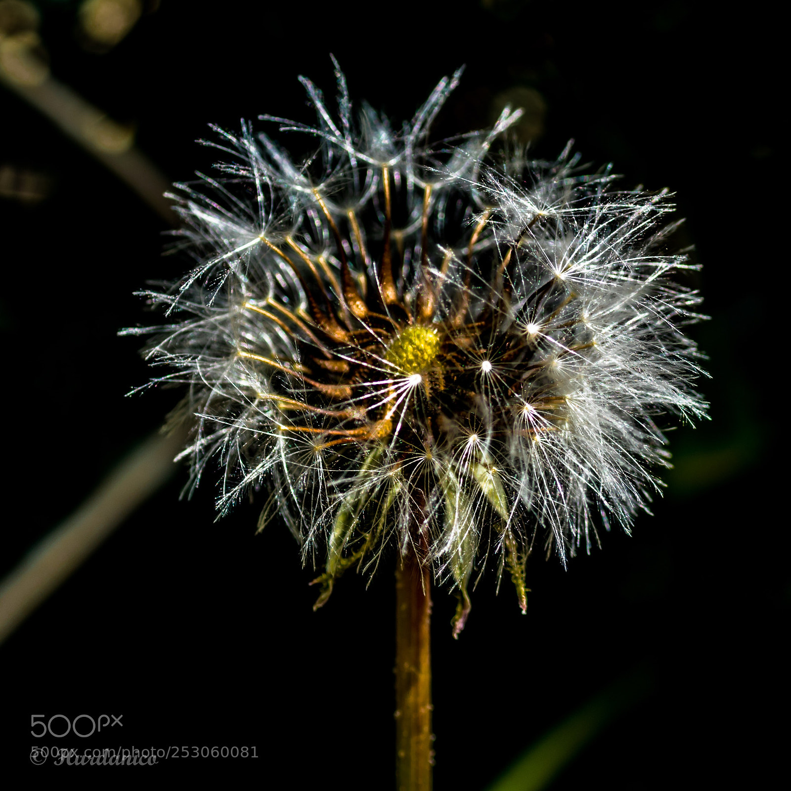 Nikon D5300 sample photo. Ball of white photography