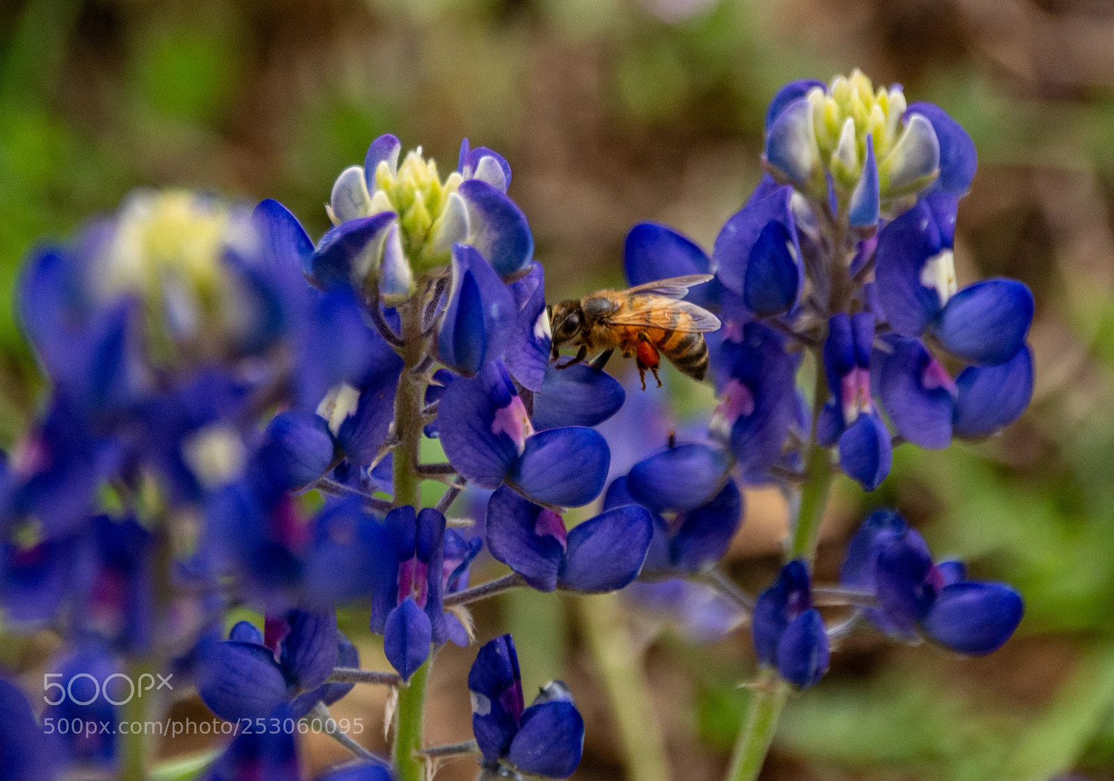 Nikon D7100 sample photo. Bees enjoying bluebonnets 1 photography