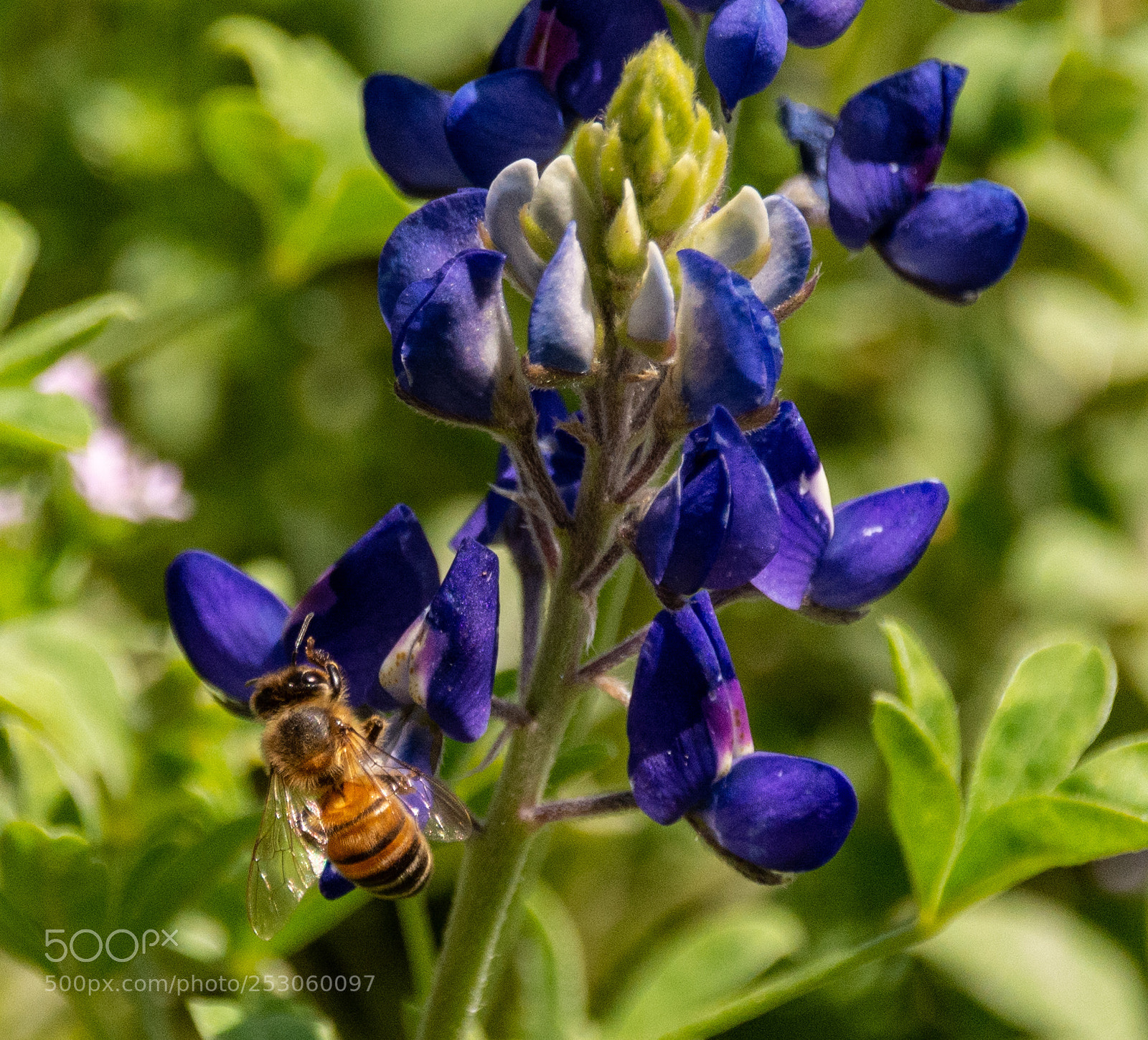 Nikon D7100 sample photo. Bees enjoying bluebonnets 2 photography