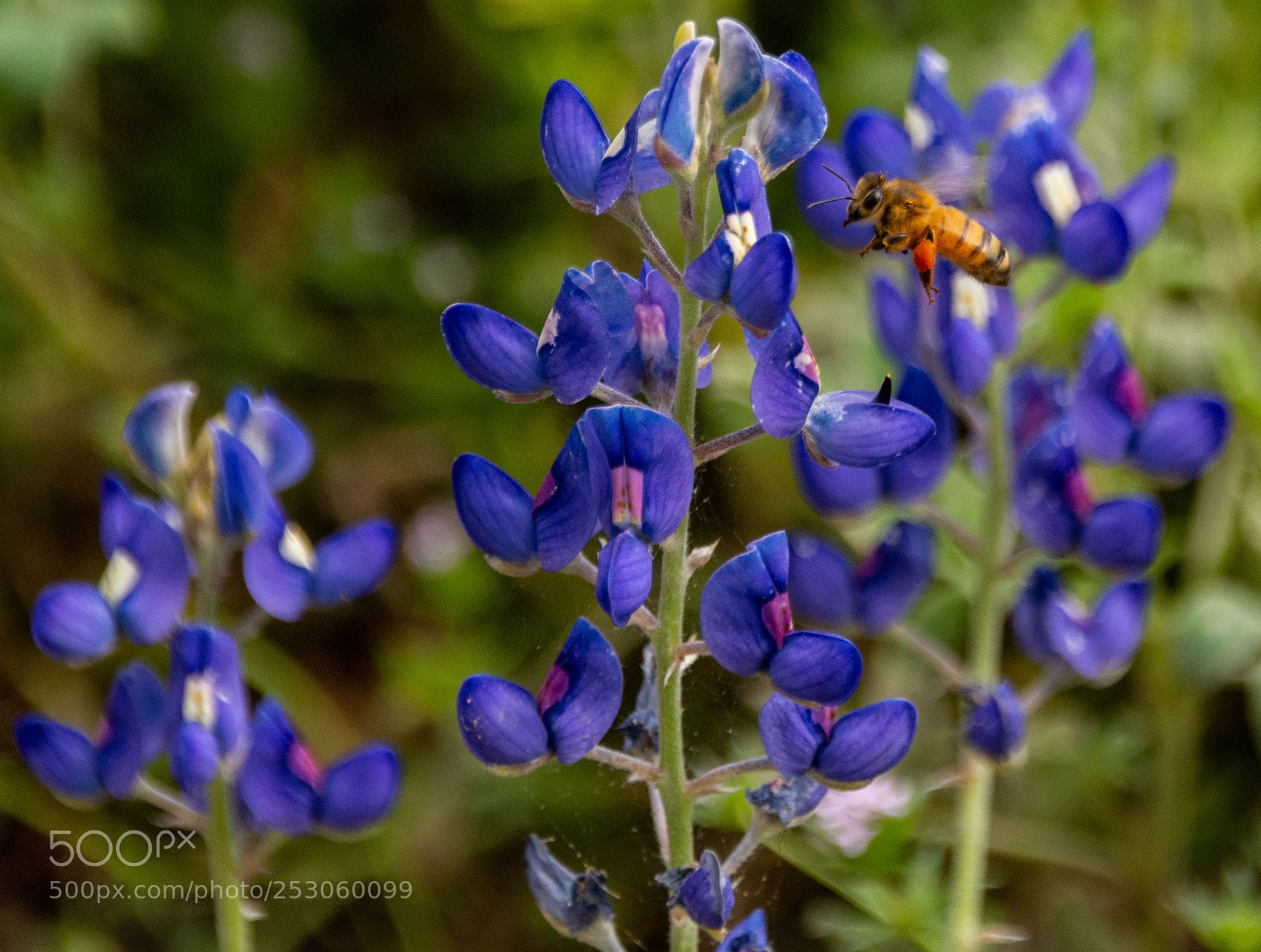 Nikon D7100 sample photo. Bees enjoying bluebonnets 4 photography