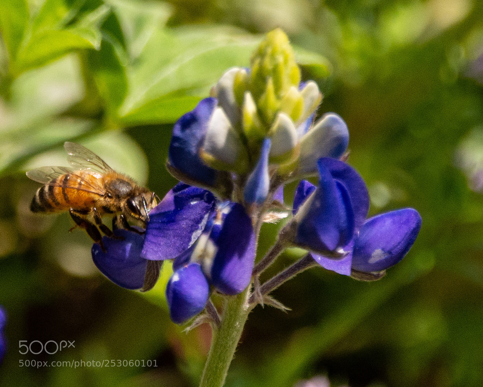 Nikon D7100 sample photo. Bees enjoying bluebonnets 3 photography