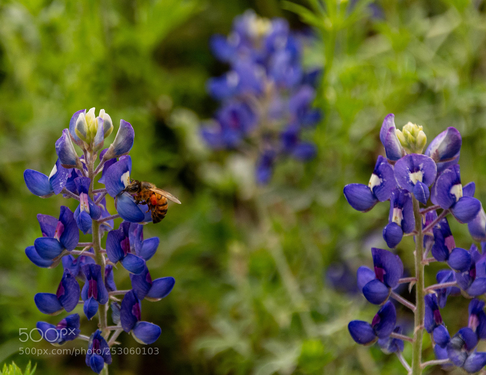Nikon D7100 sample photo. Bees enjoying bluebonnets 5 photography