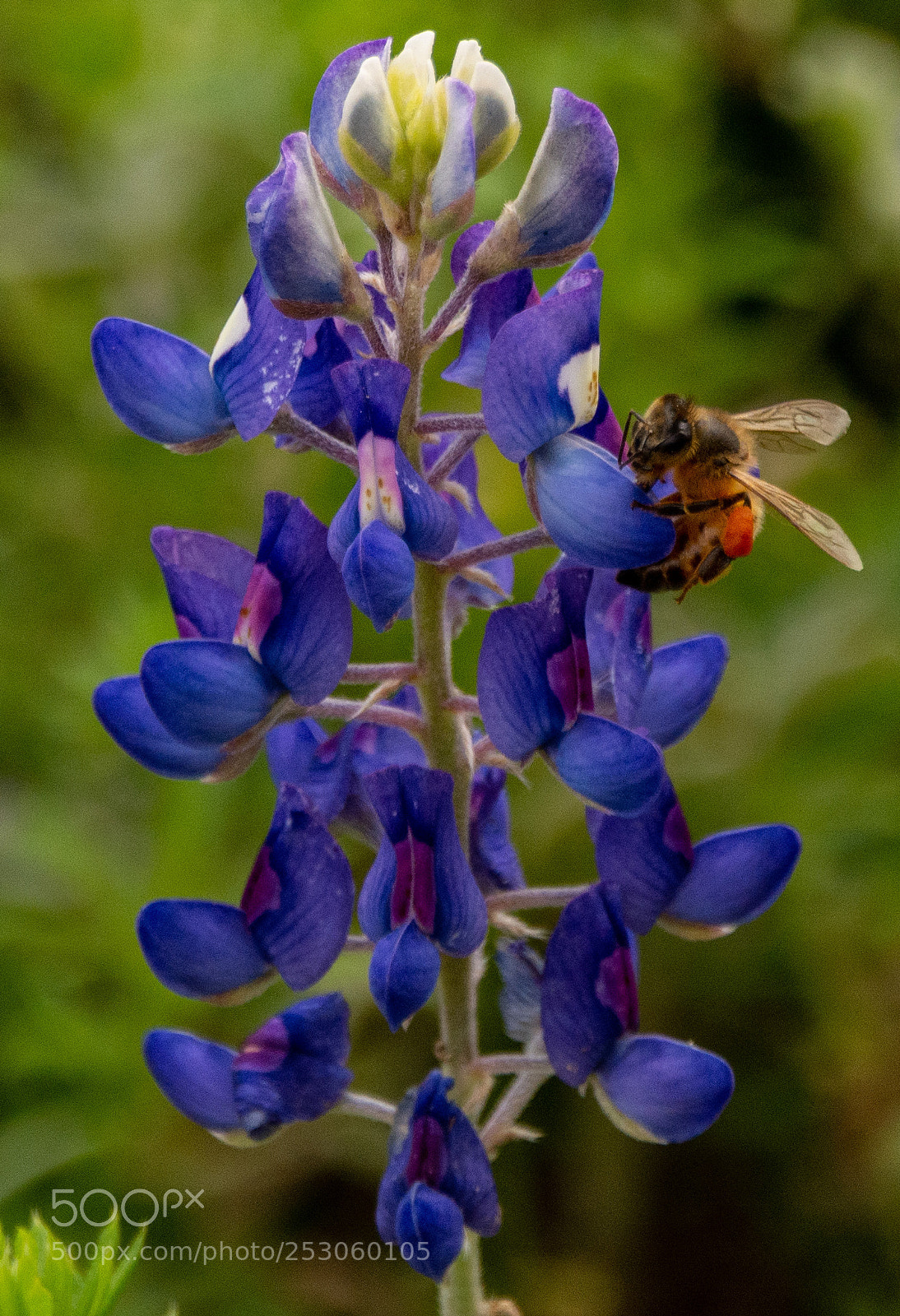Nikon D7100 sample photo. Bees enjoying bluebonnets 6 photography