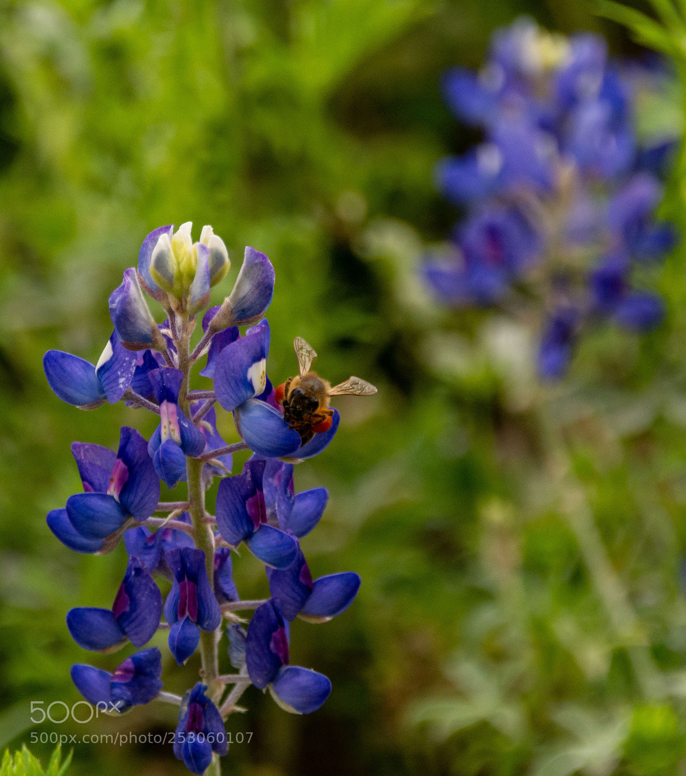 Nikon D7100 sample photo. Bees enjoying bluebonnets 7 photography