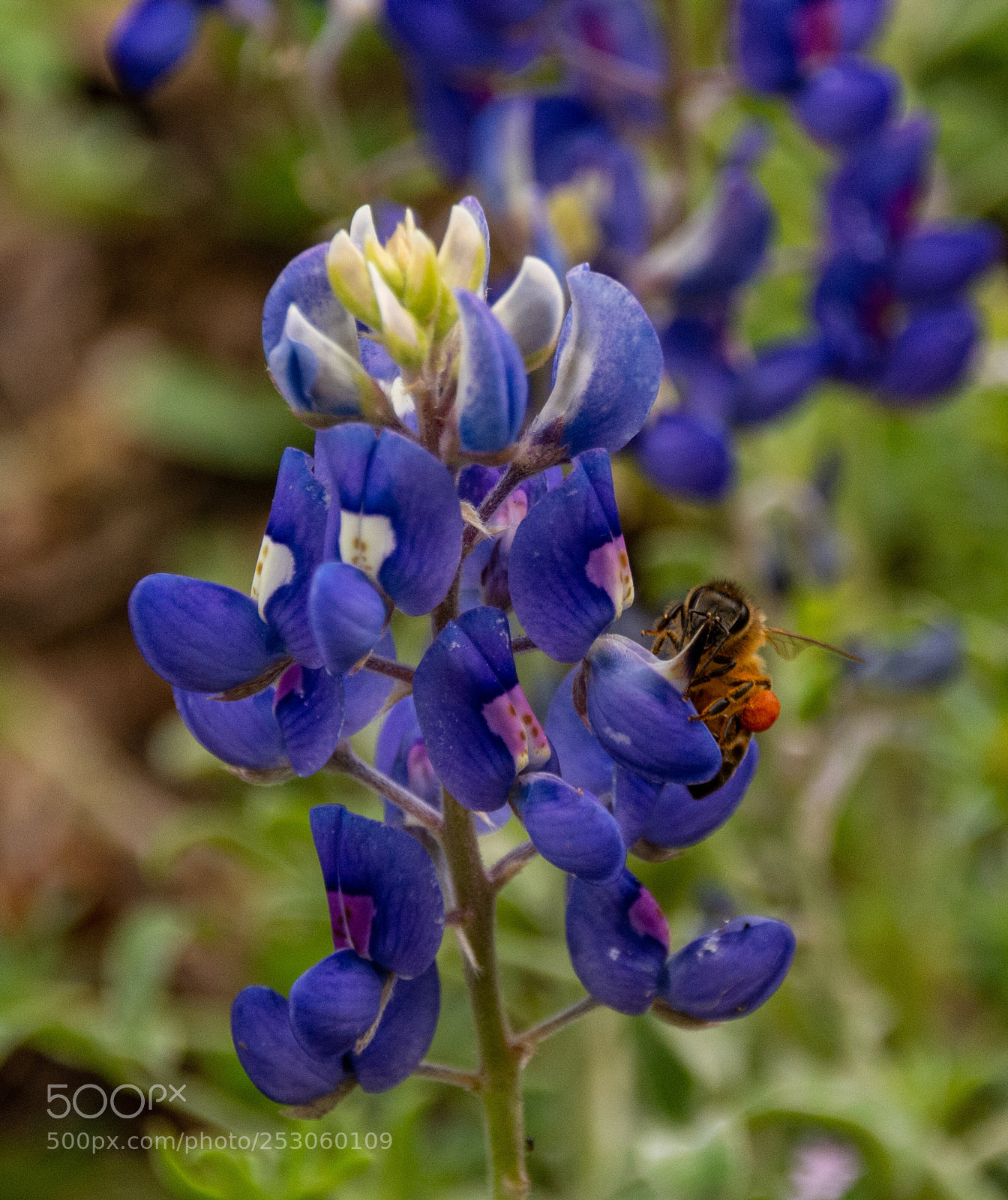 Nikon D7100 sample photo. Bees enjoying bluebonnets 8 photography