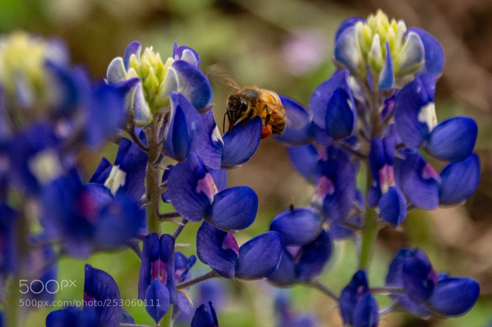 Nikon D7100 sample photo. Bees enjoying bluebonnets 10 photography