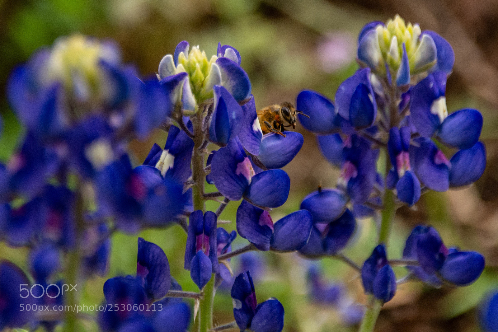 Nikon D7100 sample photo. Bees enjoying bluebonnets 11 photography