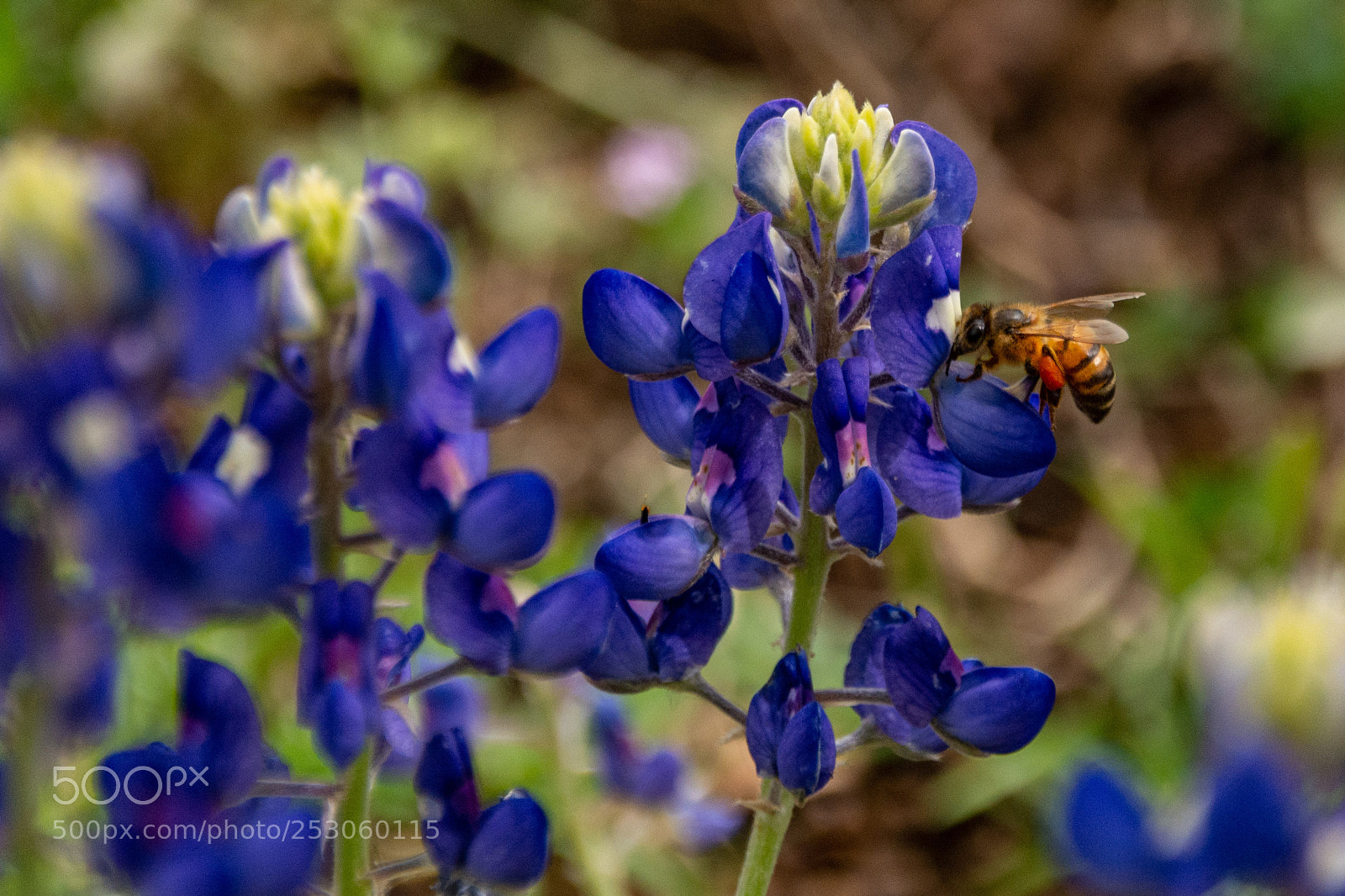 Nikon D7100 sample photo. Bees enjoying bluebonnets 9 photography