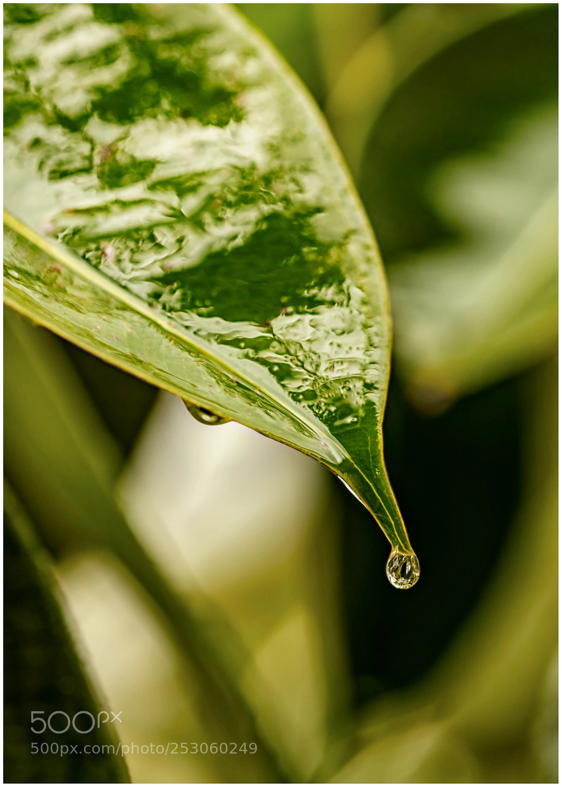 Canon EOS 5DS sample photo. Ficus in the rain photography