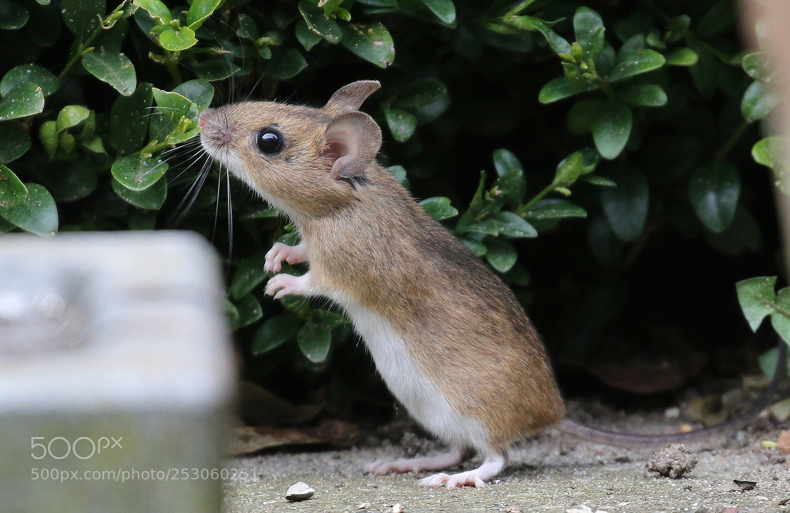 Canon EOS 7D Mark II sample photo. A mouse visiting my photography