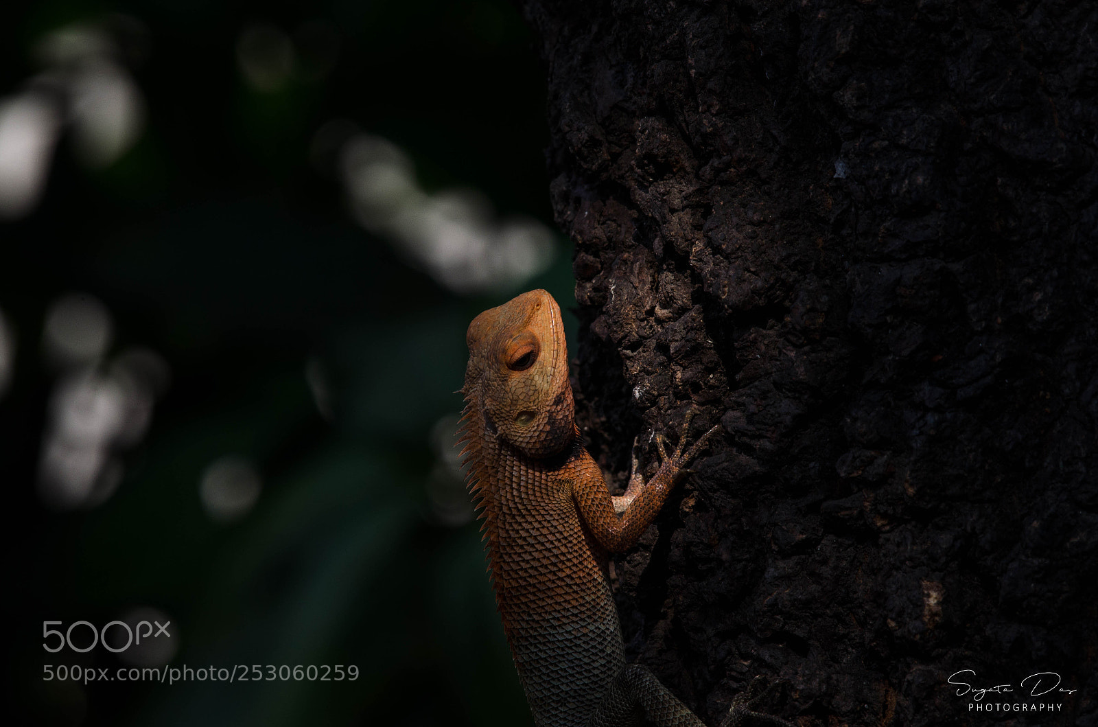 Nikon D7000 sample photo. Portrait of agama agama photography