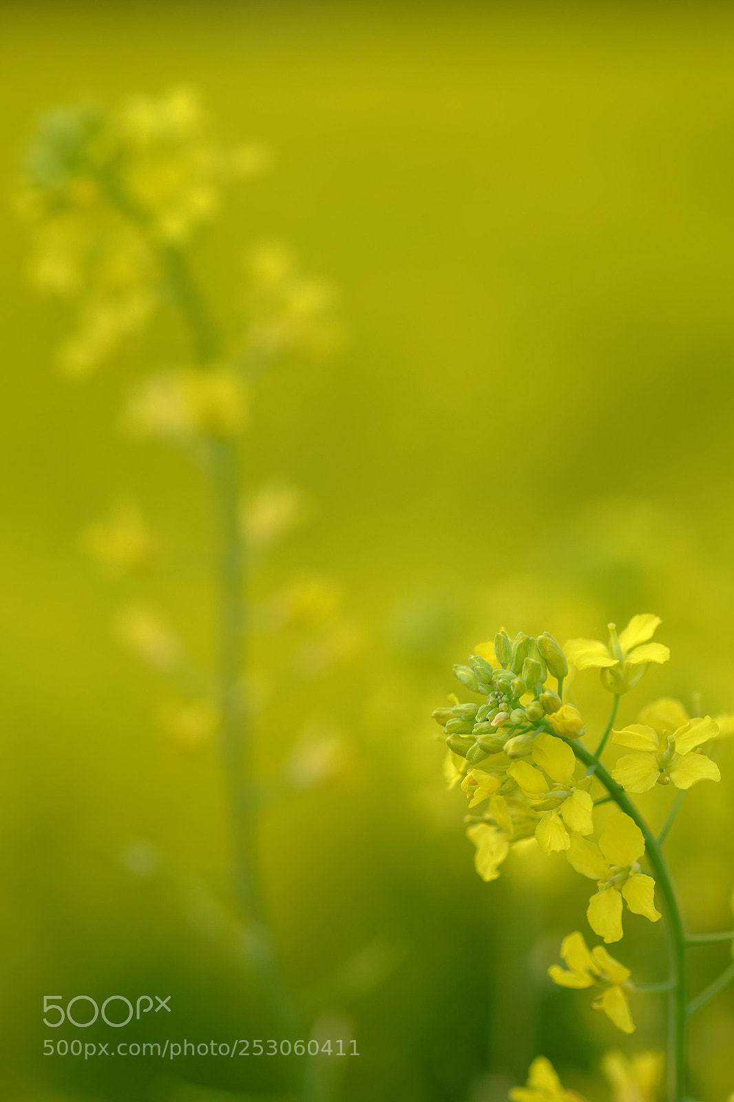 Fujifilm X-E2 sample photo. Yellows photography