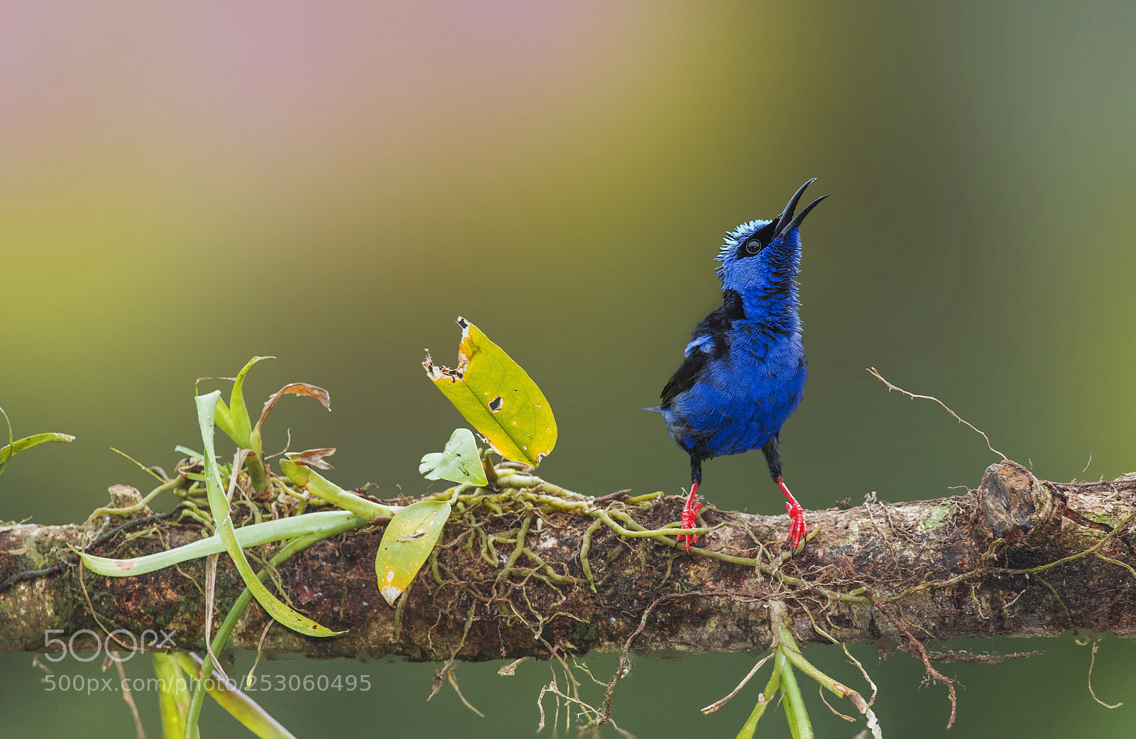 Nikon D500 sample photo. Red-legged honeycreeper's singing photography