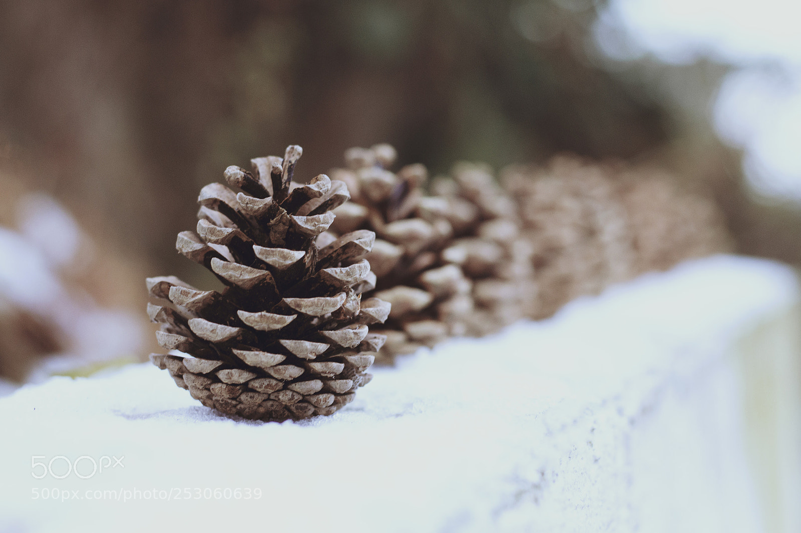 Canon EOS 700D (EOS Rebel T5i / EOS Kiss X7i) sample photo. Pine cone photography
