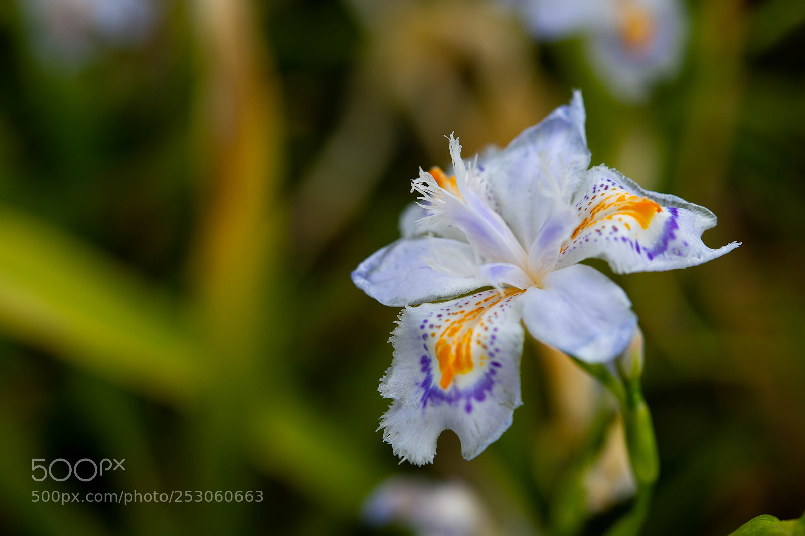 Nikon Df sample photo. Beautiful spring photography