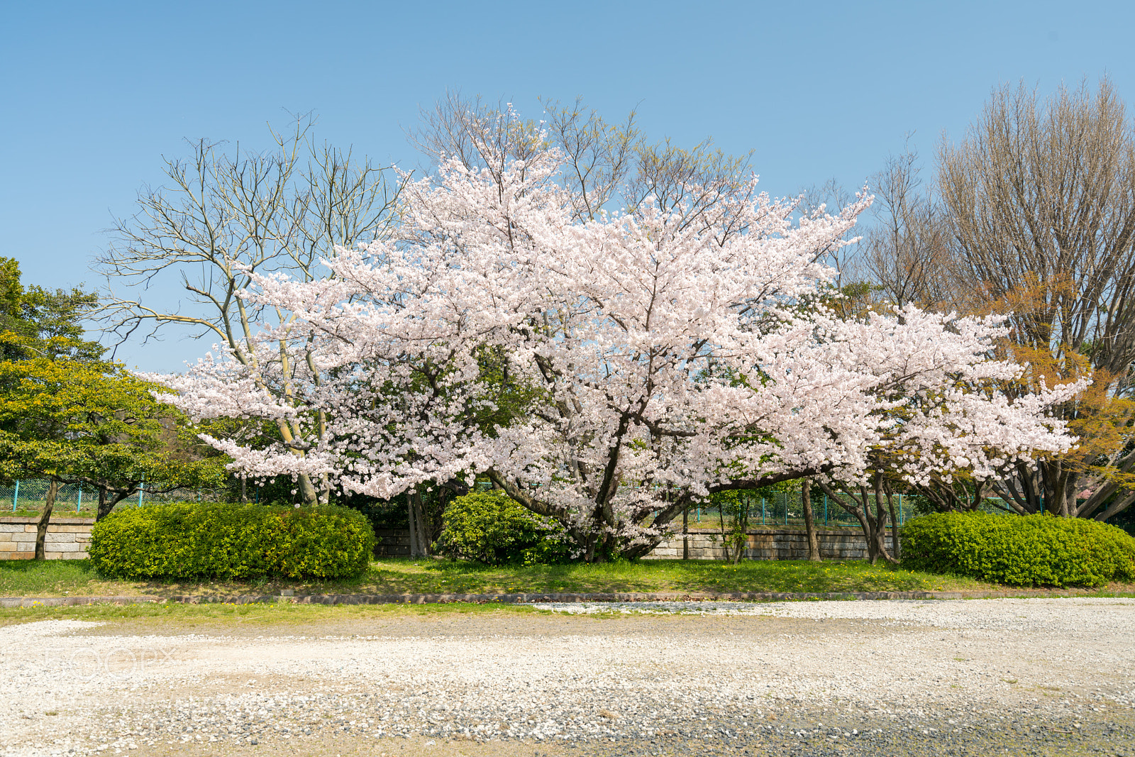 Sony a7R III sample photo. Cherry blossoms photography