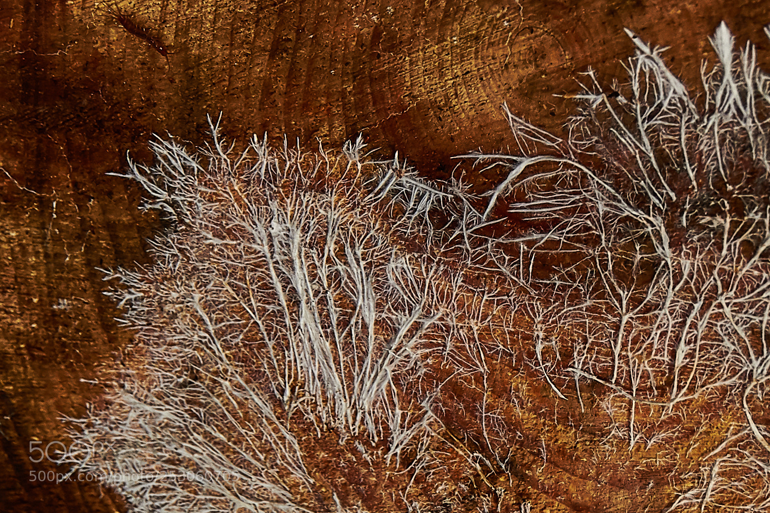Canon EOS 7D sample photo. Der waldpilz photography