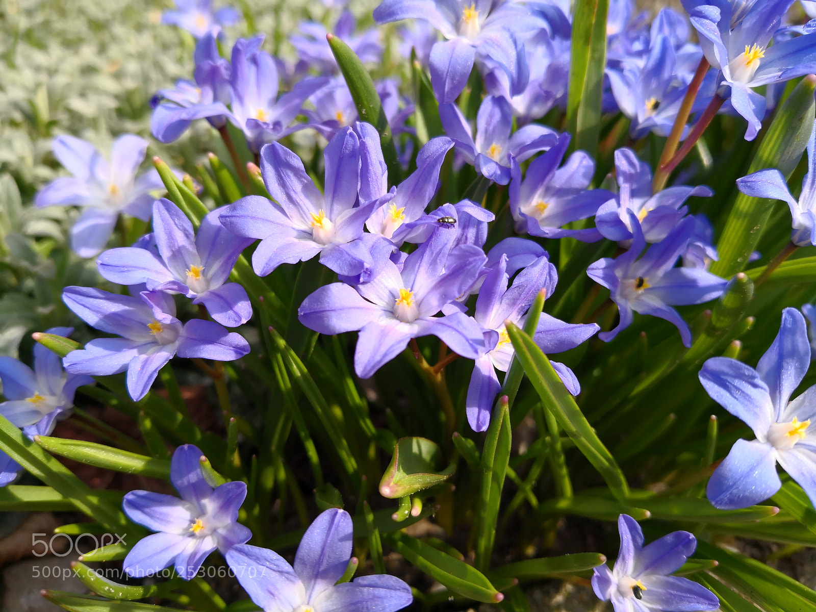 HUAWEI Mate 10 Pro sample photo. The spring is here... photography