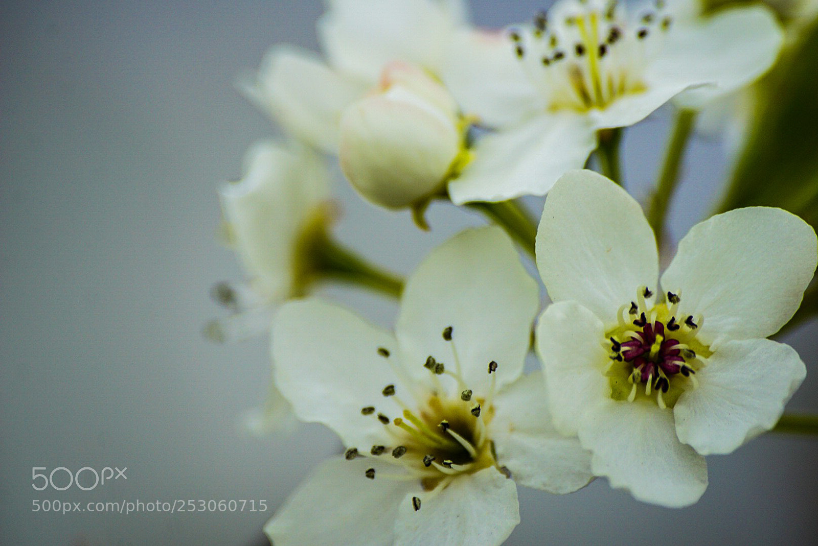 Sony a6000 sample photo. Blossoming before our eyes photography
