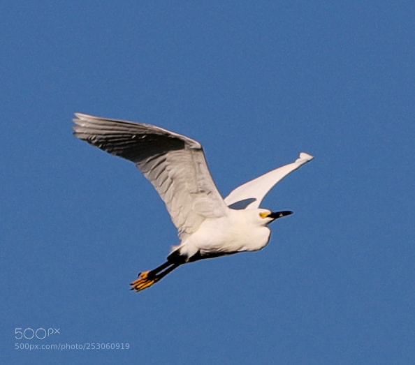 Canon EOS-1D X Mark II sample photo. 04-10-18-0011493.jpg photography
