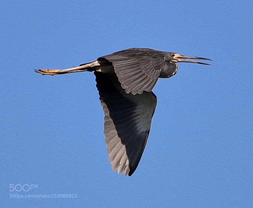 Canon EOS-1D X Mark II sample photo. 04-10-18-0011491.jpg photography