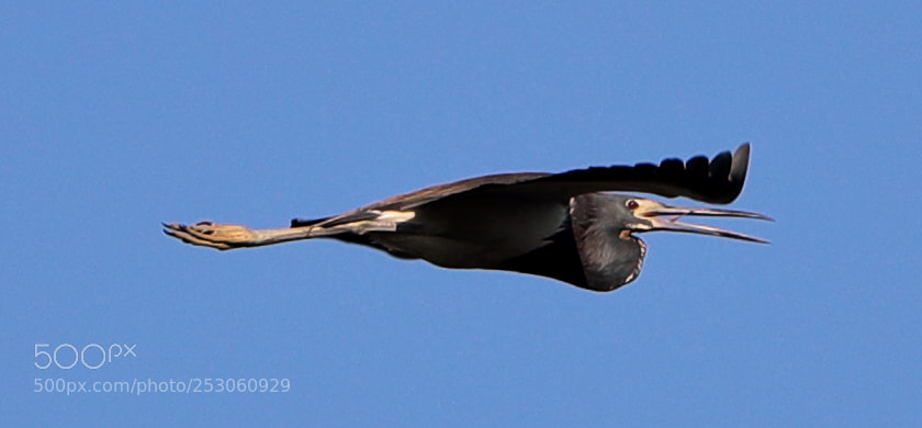 Canon EOS-1D X Mark II sample photo. 04-10-18-0011489.jpg photography