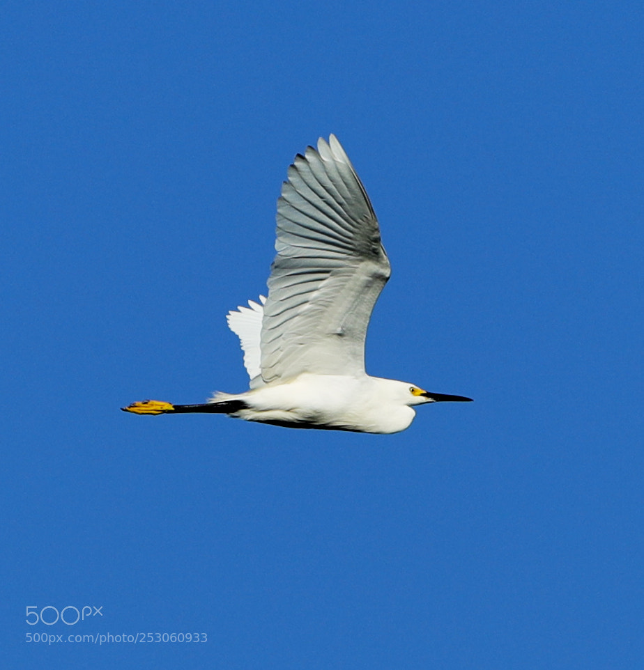 Canon EOS-1D X Mark II sample photo. 04-10-18-0011486.jpg photography