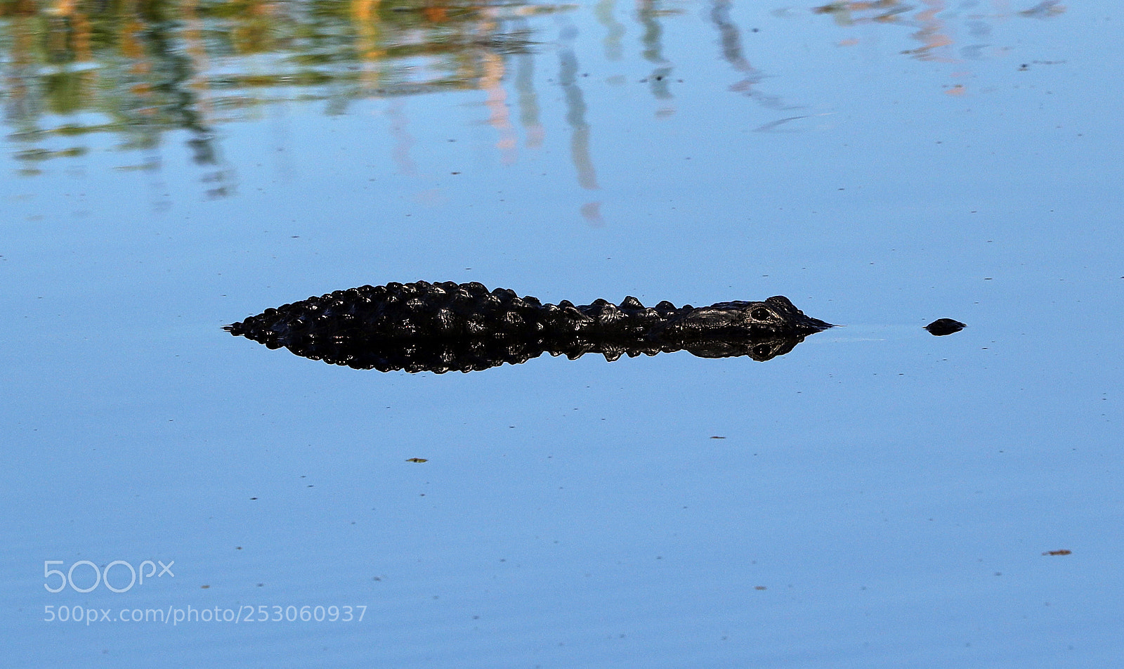 Canon EOS-1D X Mark II sample photo. 04-10-18-0011485.jpg photography