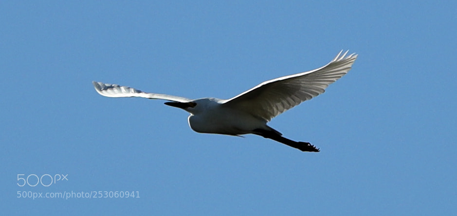 Canon EOS-1D X Mark II sample photo. 04-10-18-0011483.jpg photography