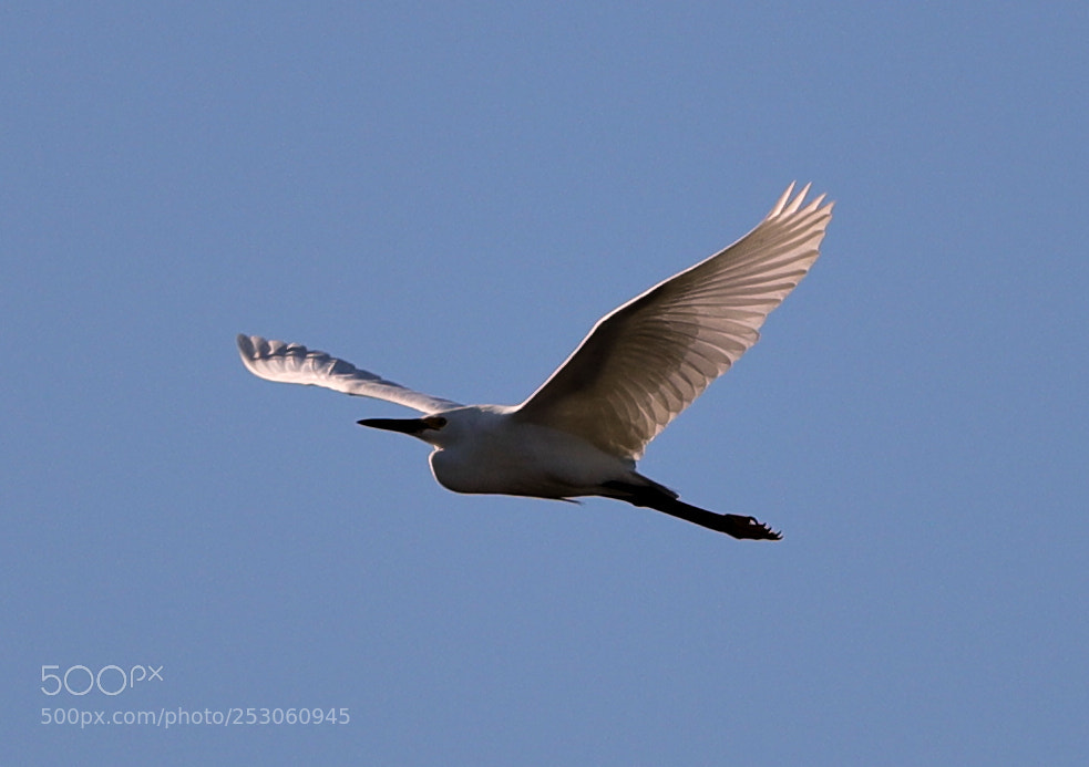 Canon EOS-1D X Mark II sample photo. 04-10-18-0011482.jpg photography