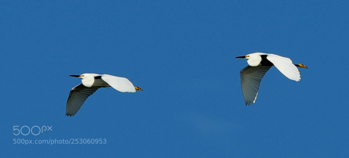 Canon EOS-1D X Mark II sample photo. 04-10-18-0011478.jpg photography