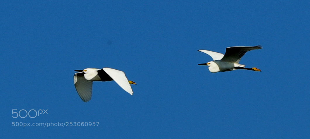 Canon EOS-1D X Mark II sample photo. 04-10-18-0011479.jpg photography