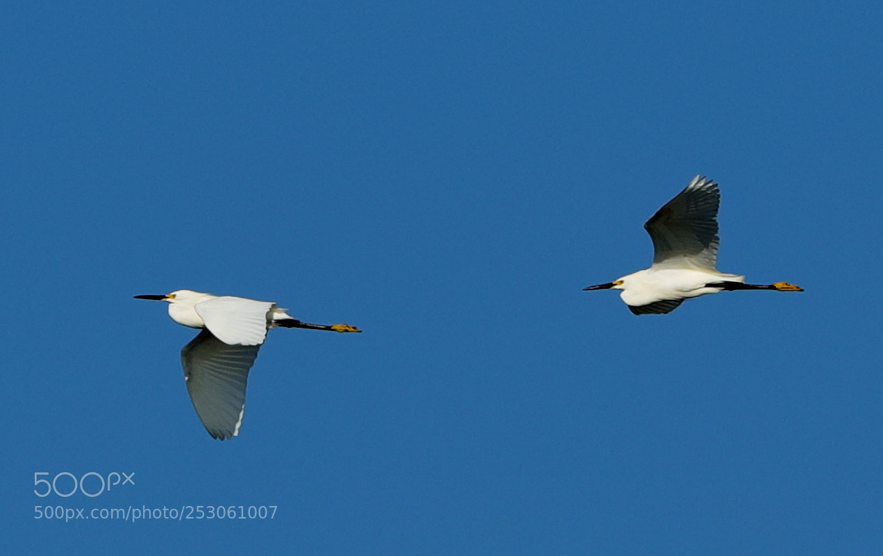 Canon EOS-1D X Mark II sample photo. 04-10-18-0011475.jpg photography