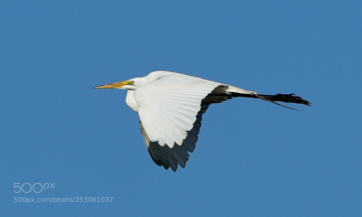 Canon EOS-1D X Mark II sample photo. 04-10-18-0011467.jpg photography