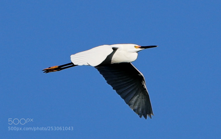 Canon EOS-1D X Mark II sample photo. 04-10-18-0011464.jpg photography