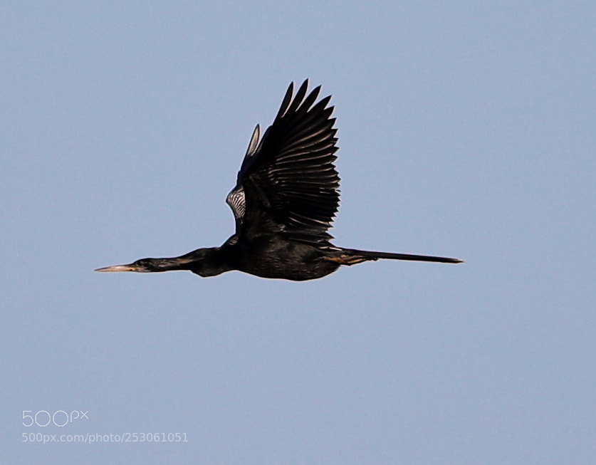 Canon EOS-1D X Mark II sample photo. 04-10-18-0011461.jpg photography