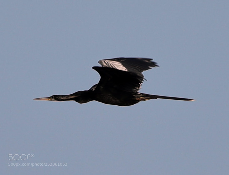 Canon EOS-1D X Mark II sample photo. 04-10-18-0011460.jpg photography