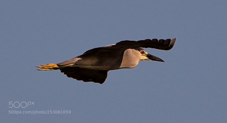 Canon EOS-1D X Mark II sample photo. 04-10-18-0011457.jpg photography